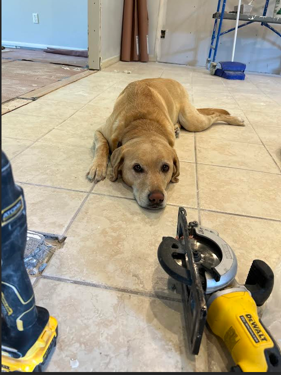 A homeowner's Labrador relaxing near the R.E.L. Properties crew